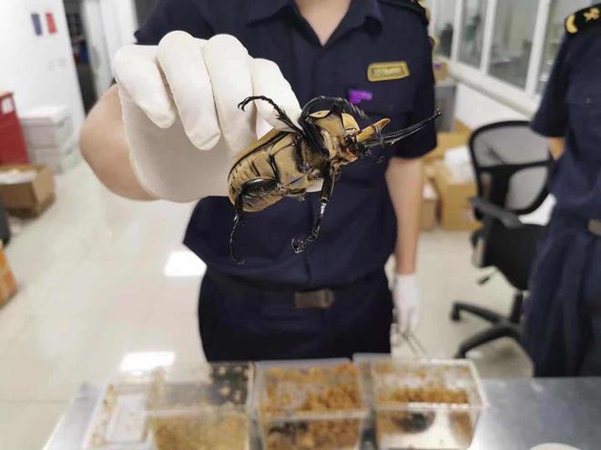 若跑出来后果严重好在工作人员精准擒获CQ9电子游戏浦东突袭活体致命毒王！